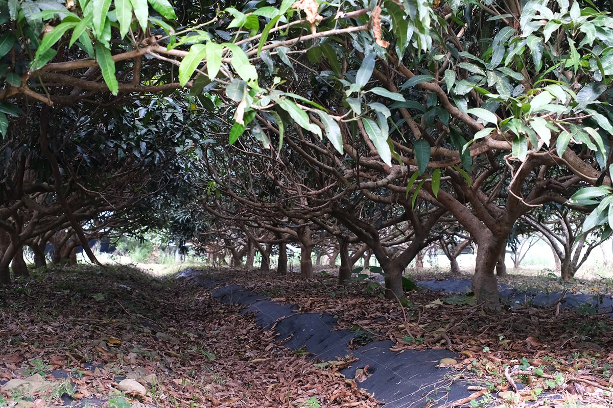 雲林・古坑｜翠華會館｜坐落在校園裡的靜謐度假會館 擁抱山色、咖啡香與親近自然的慢旅時光