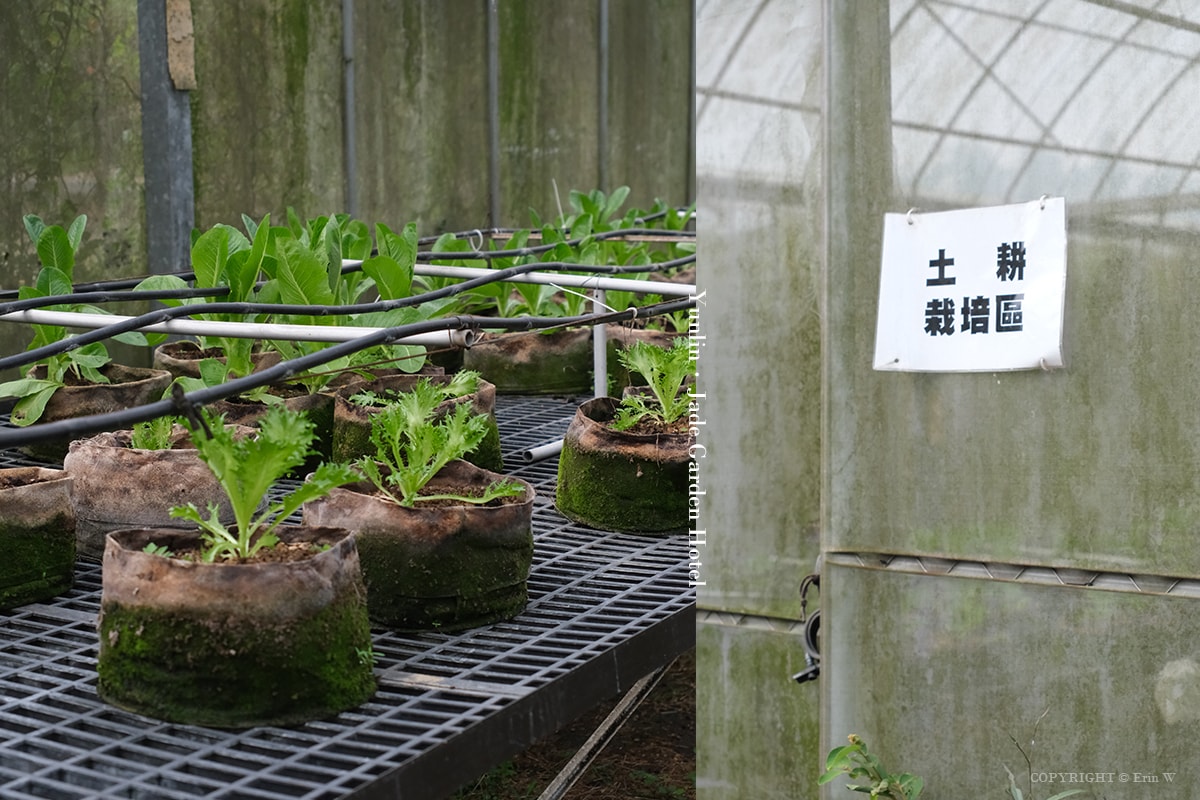 雲林・古坑｜翠華會館｜坐落在校園裡的靜謐度假會館 擁抱山色、咖啡香與親近自然的慢旅時光